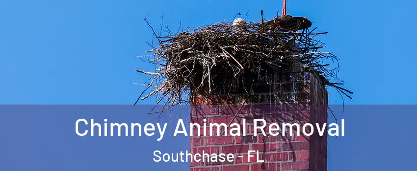  Chimney Animal Removal Southchase - FL